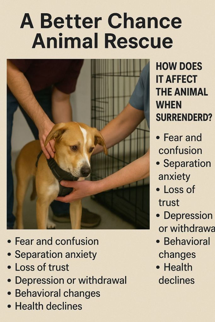 How To Rescue A Better Chance Animal Rescue –